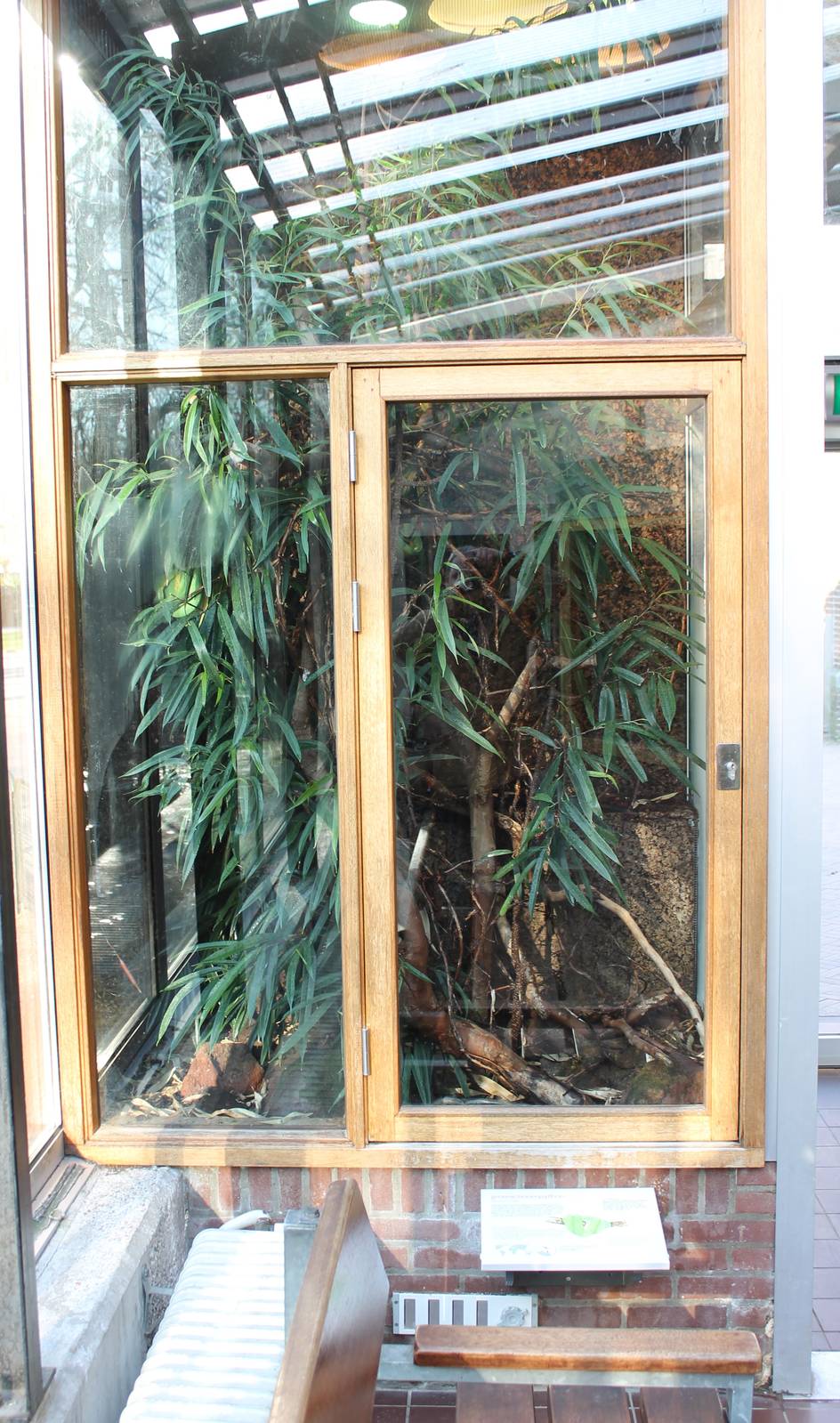 Enclosure Green tree python