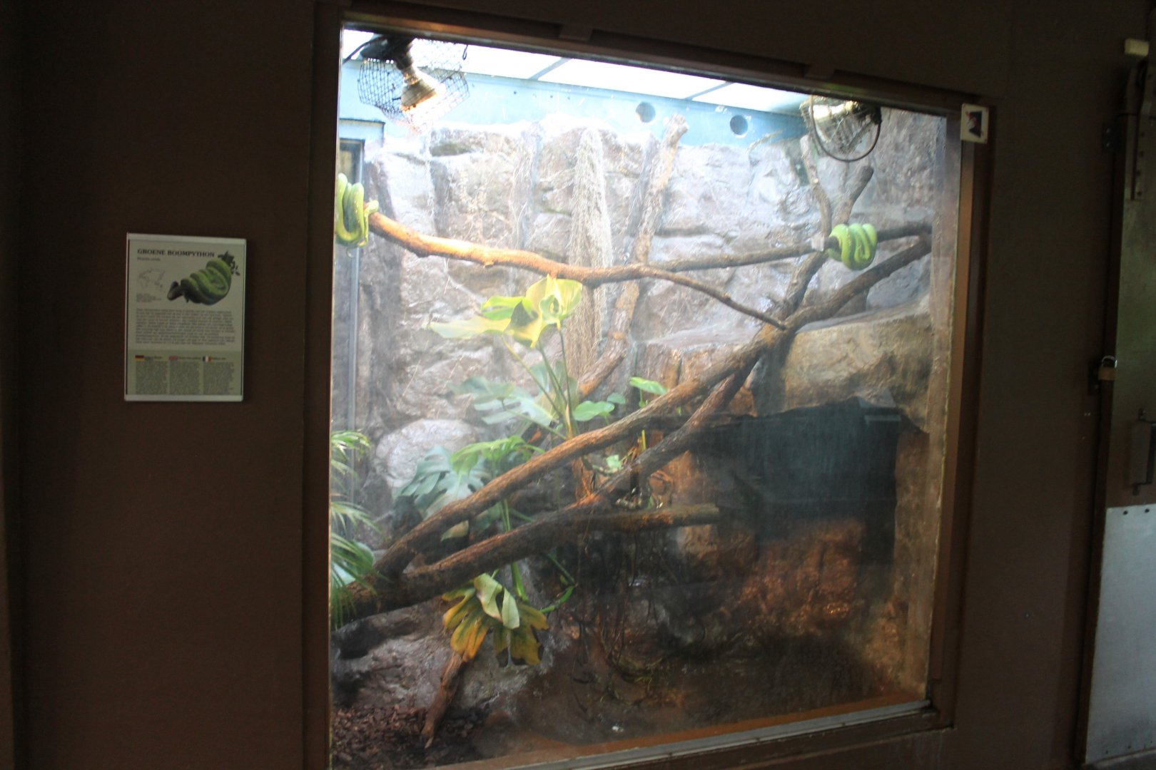 Enclosure Green tree python