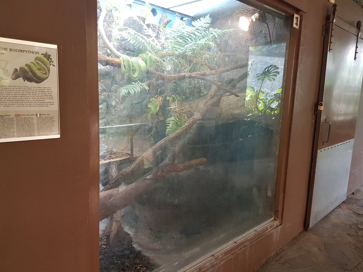 Enclosure Green tree-python