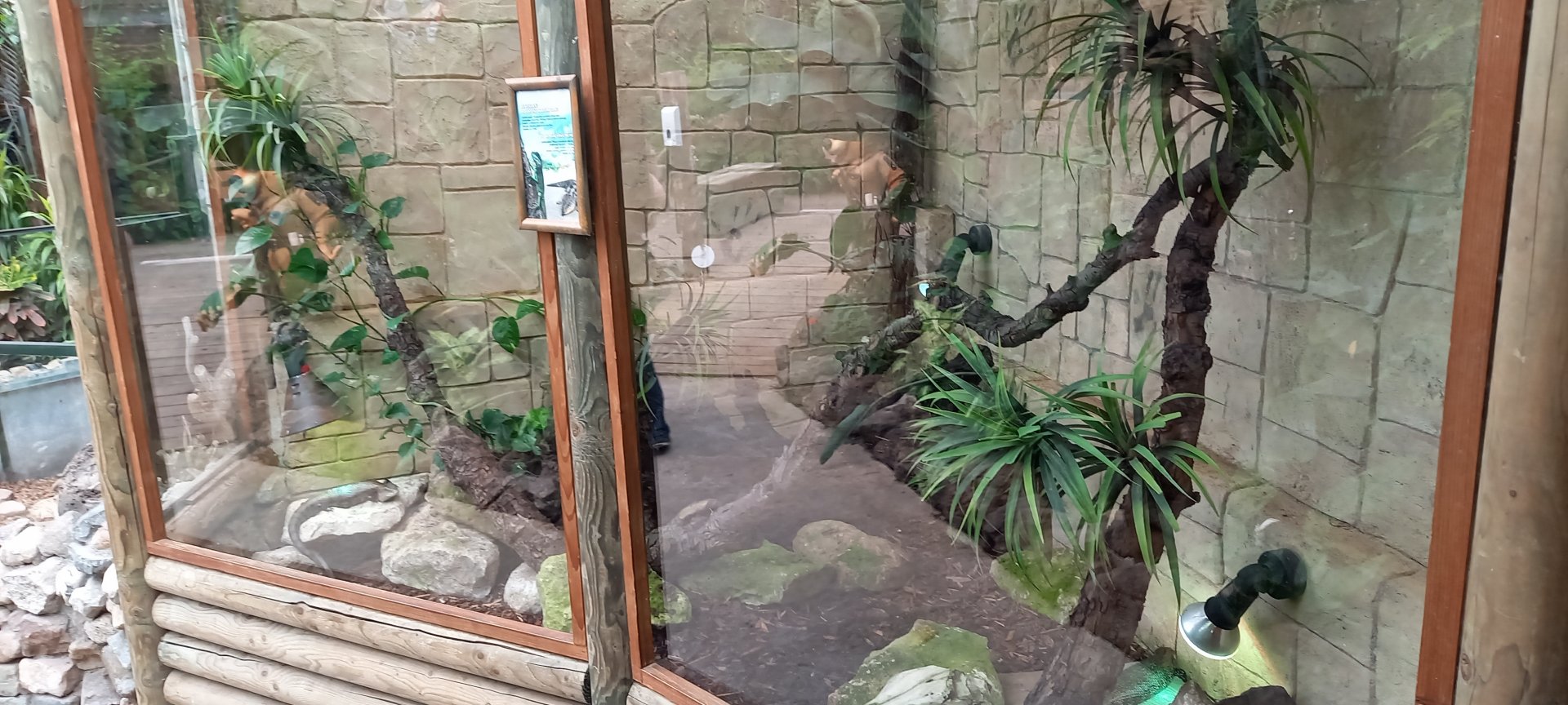 Enclosure Green water agame - Blue-tongued skink