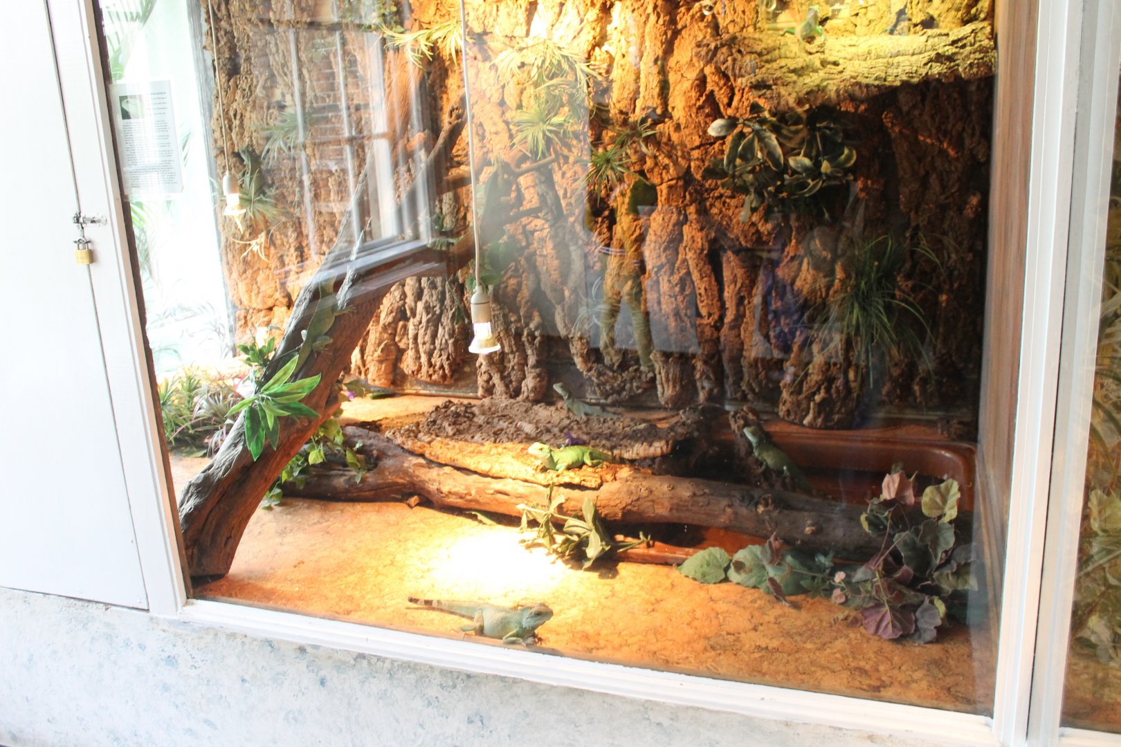 Enclosure Green water dragon