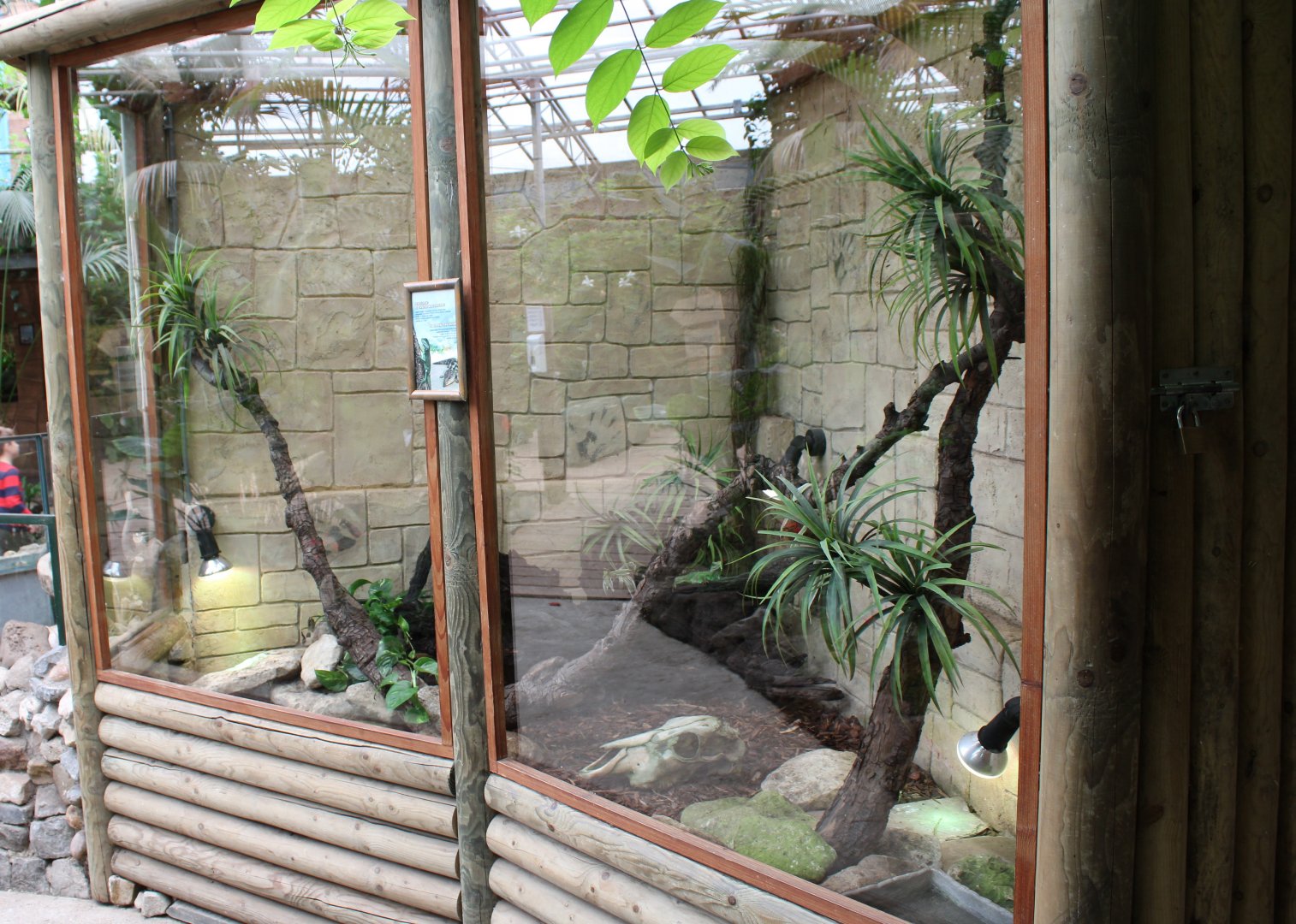 Enclosure Green water-dragon