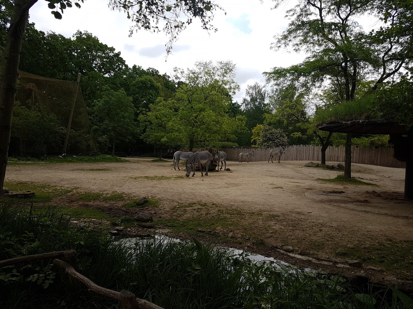 Enclosure Grevy zebra