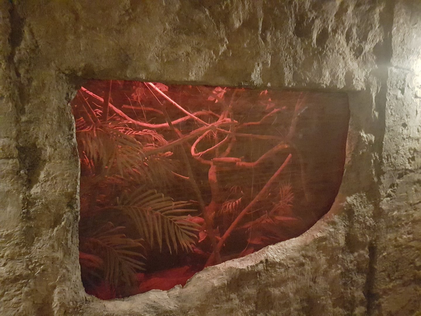 Enclosure Grey mouse-lemur