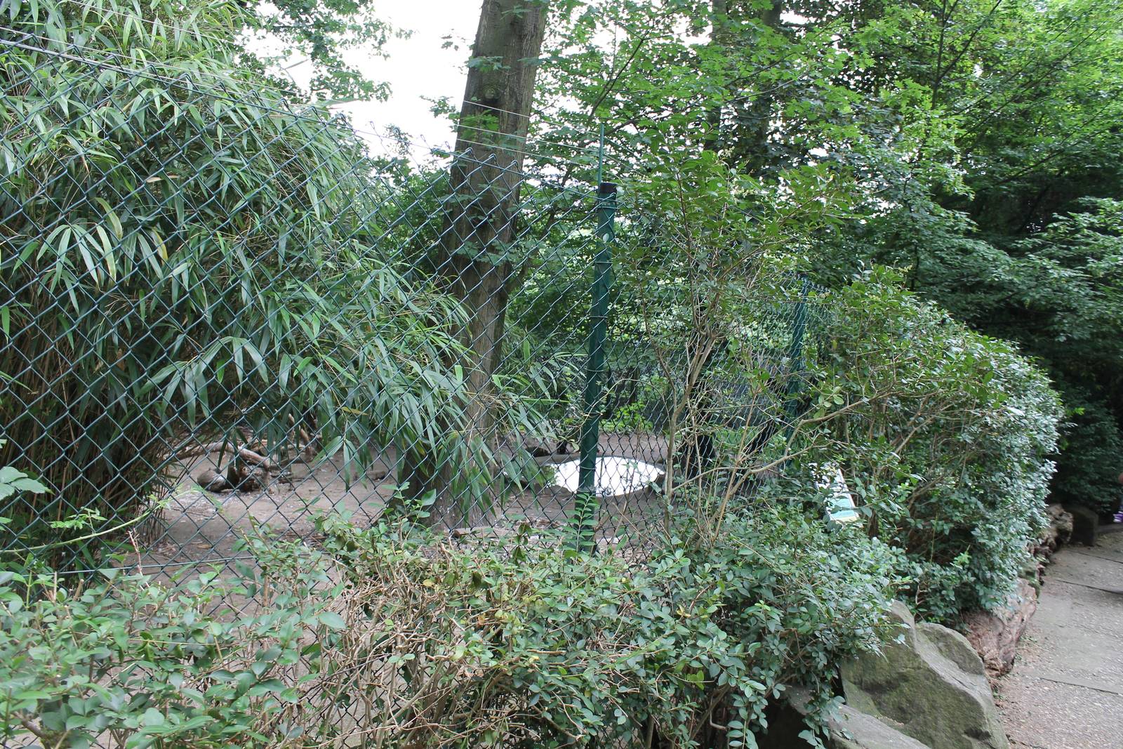 Enclosure Griffon vulture