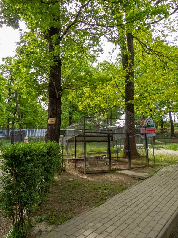 enclosure guinea pigs