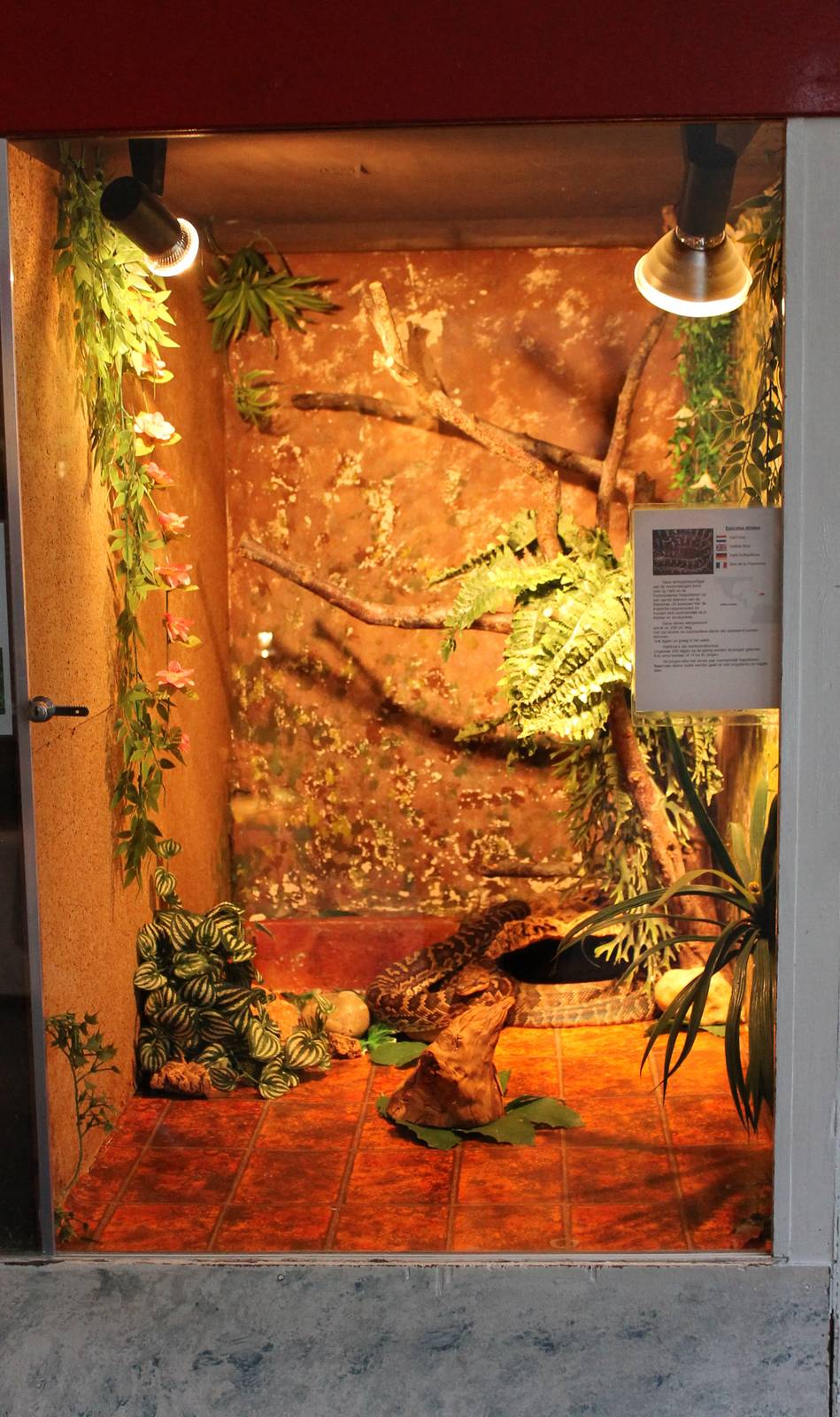 Enclosure Haitian boa