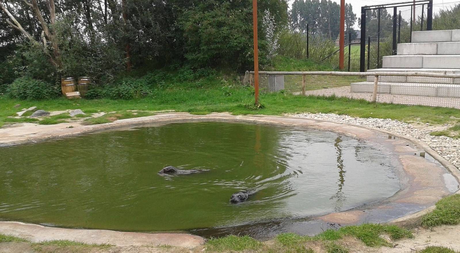 Enclosure Harbour seals