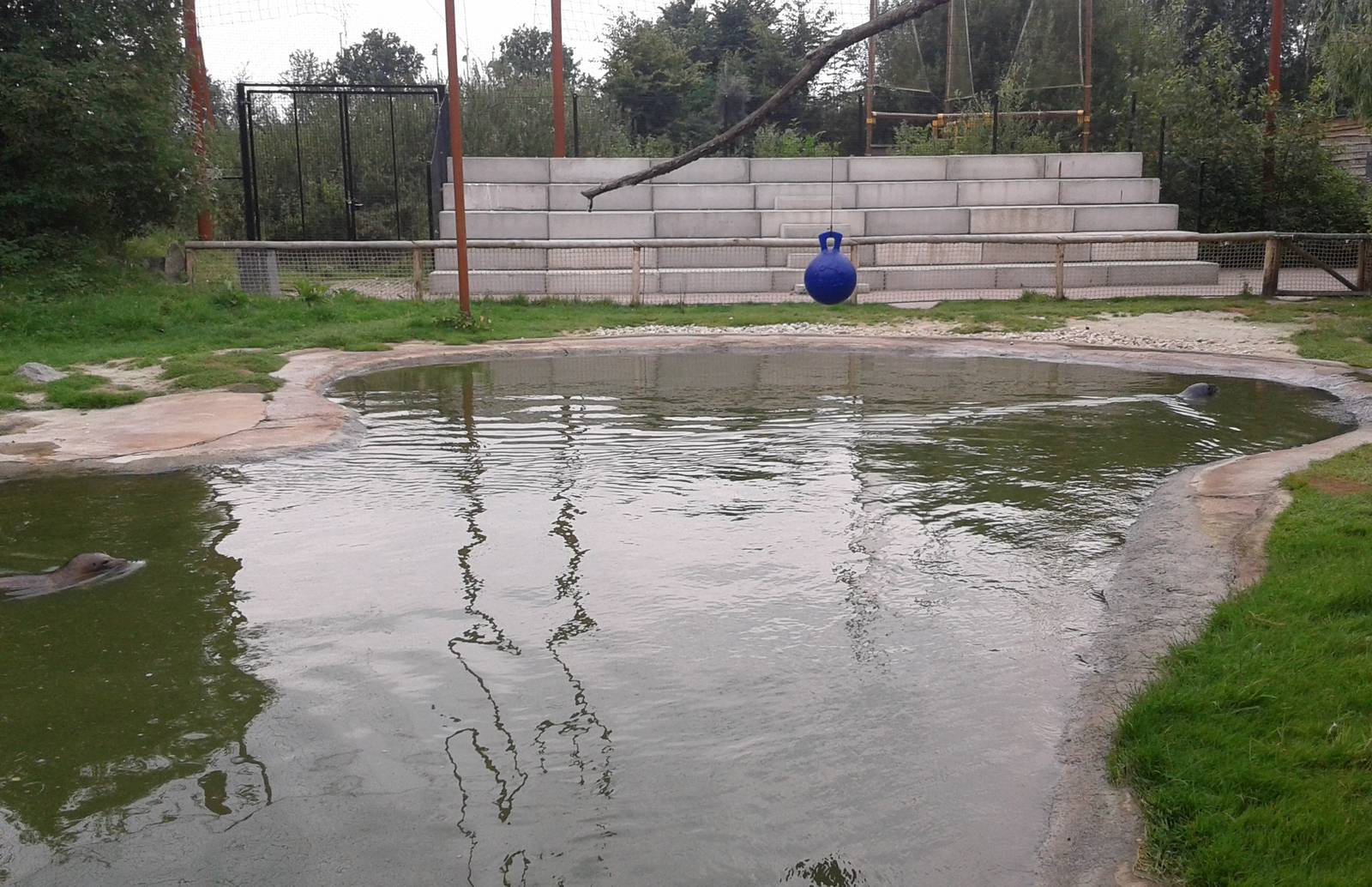 Enclosure Harbour seals