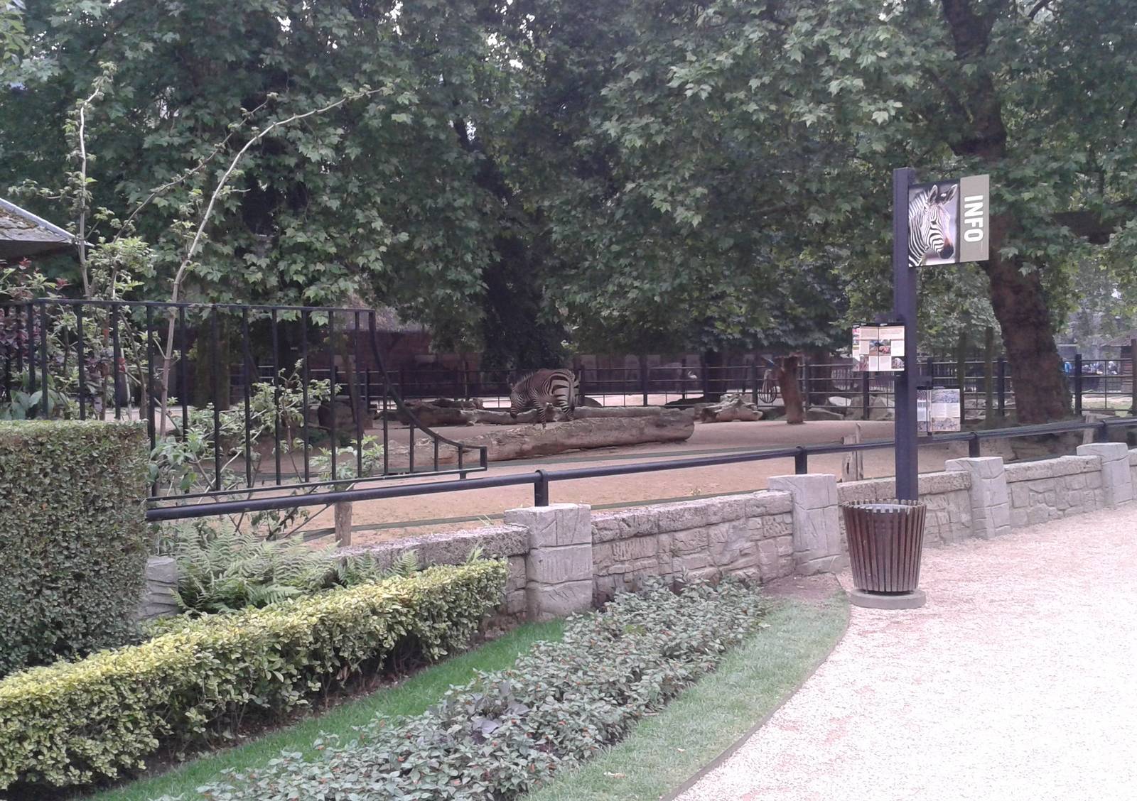 Enclosure Hartmann's mountain zebras