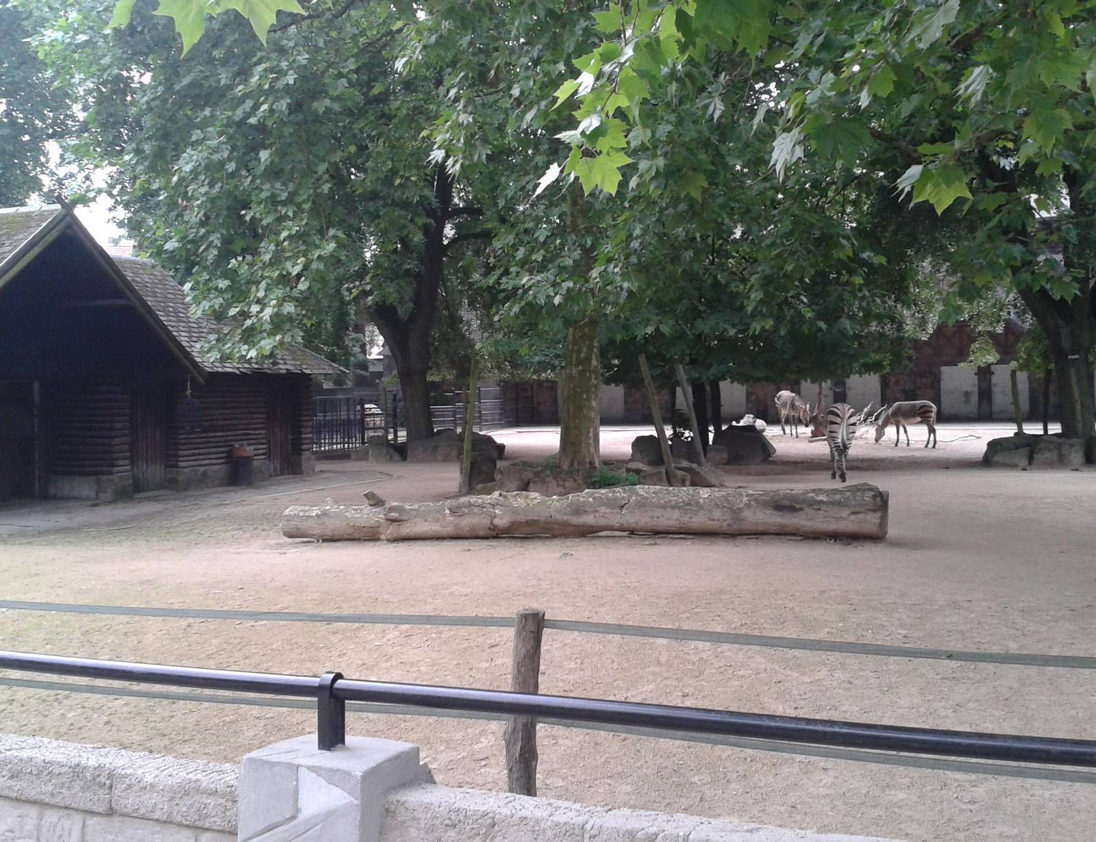 Enclosure Hartmann's mountain zebras