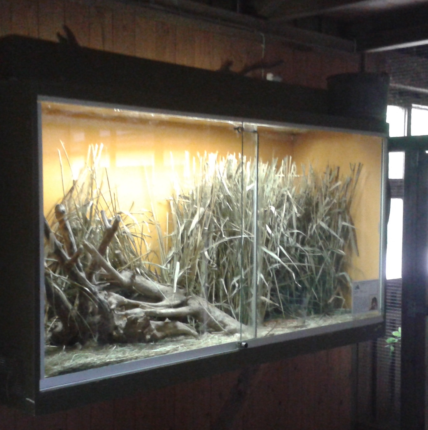 Enclosure Harvest mice