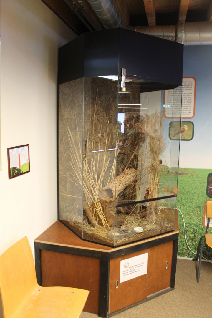 Enclosure Harvest mouse