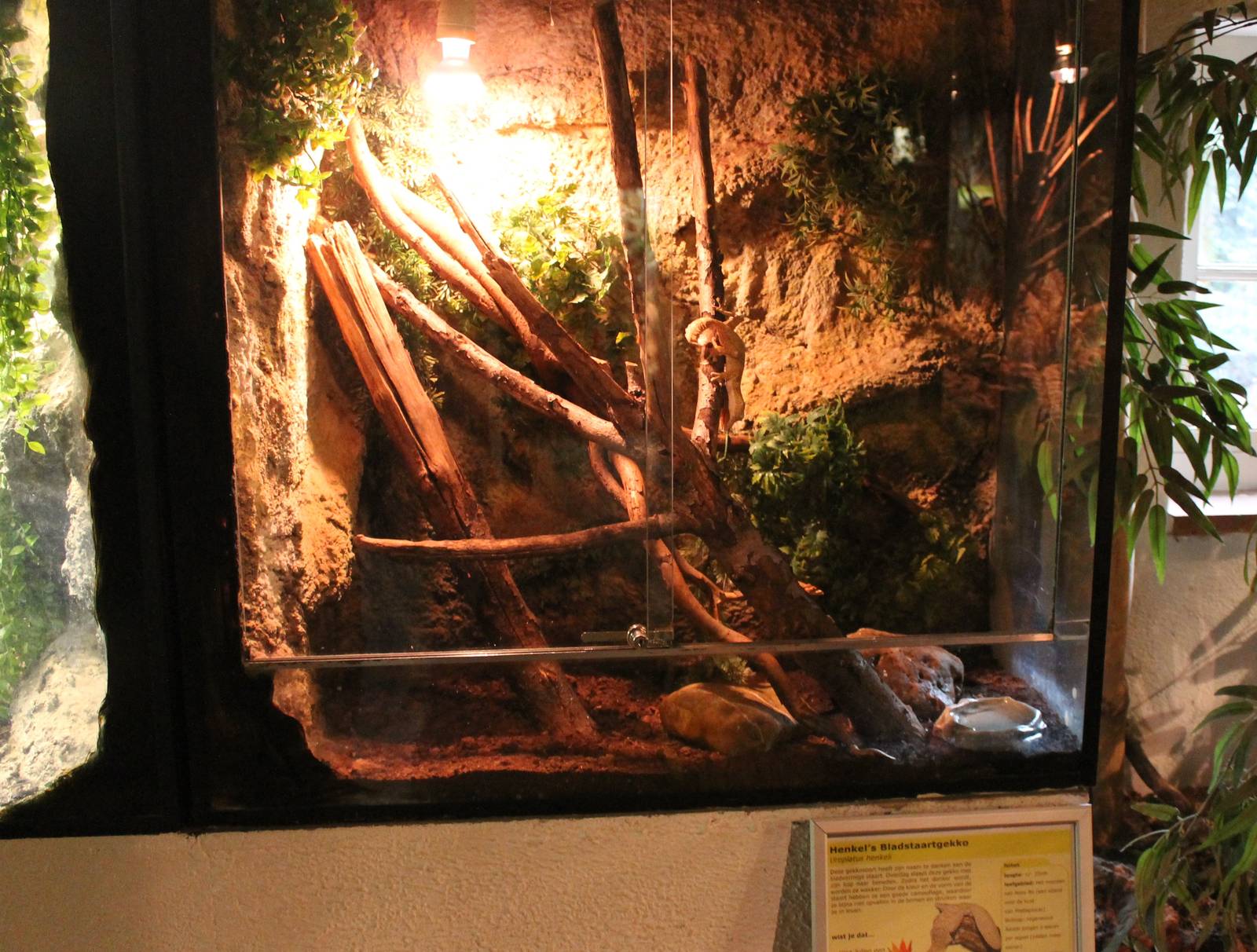 Enclosure Henkel's leaf-tailed gecko