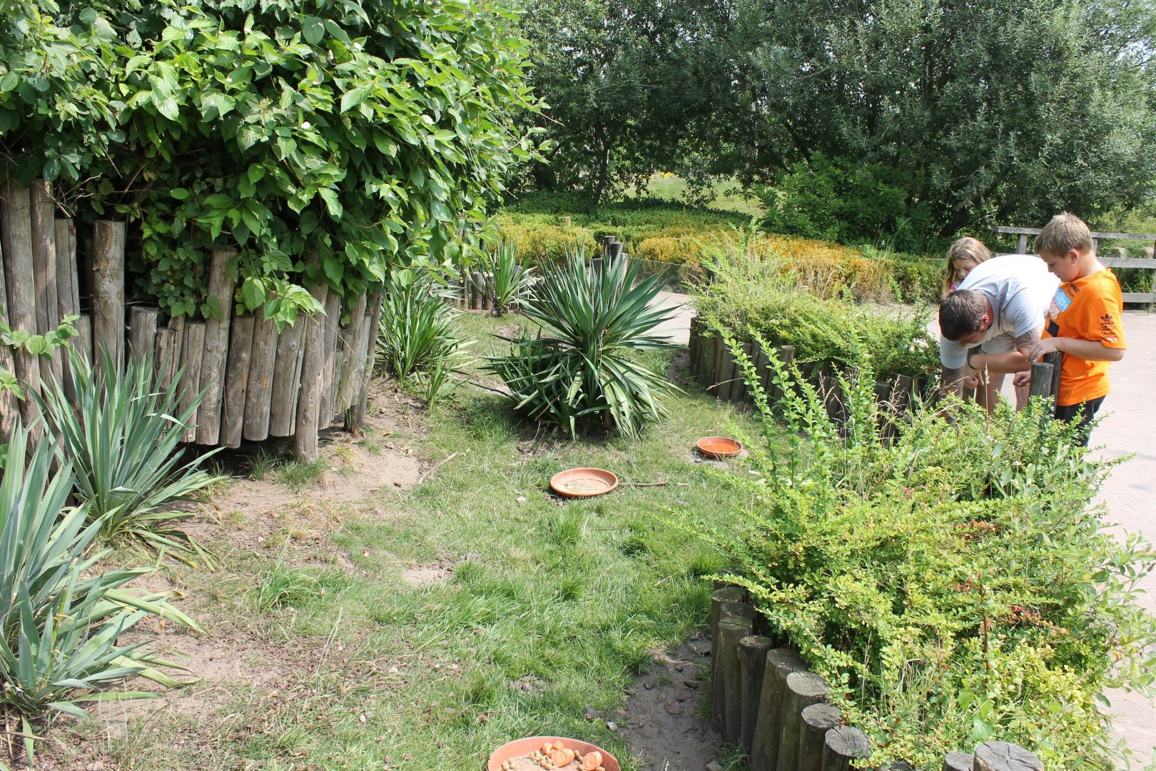 Enclosure Hermann's tortoise