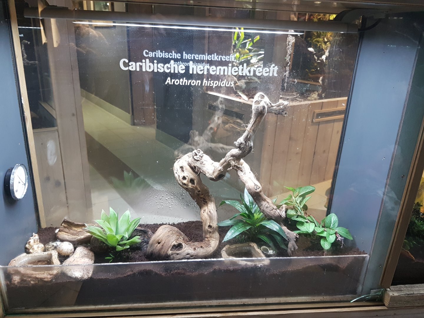 Enclosure  Hermit crab