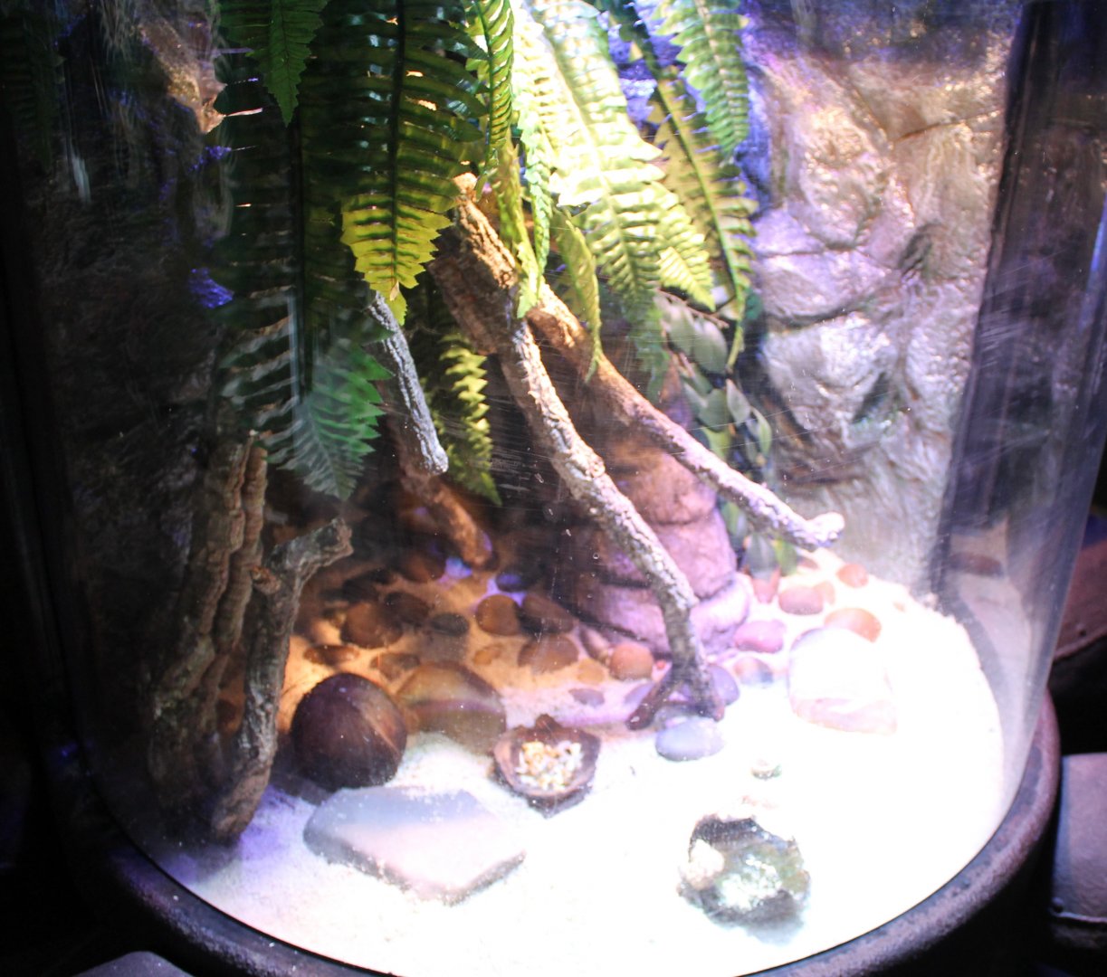 Enclosure Hermite crab - Coenobita rugosus