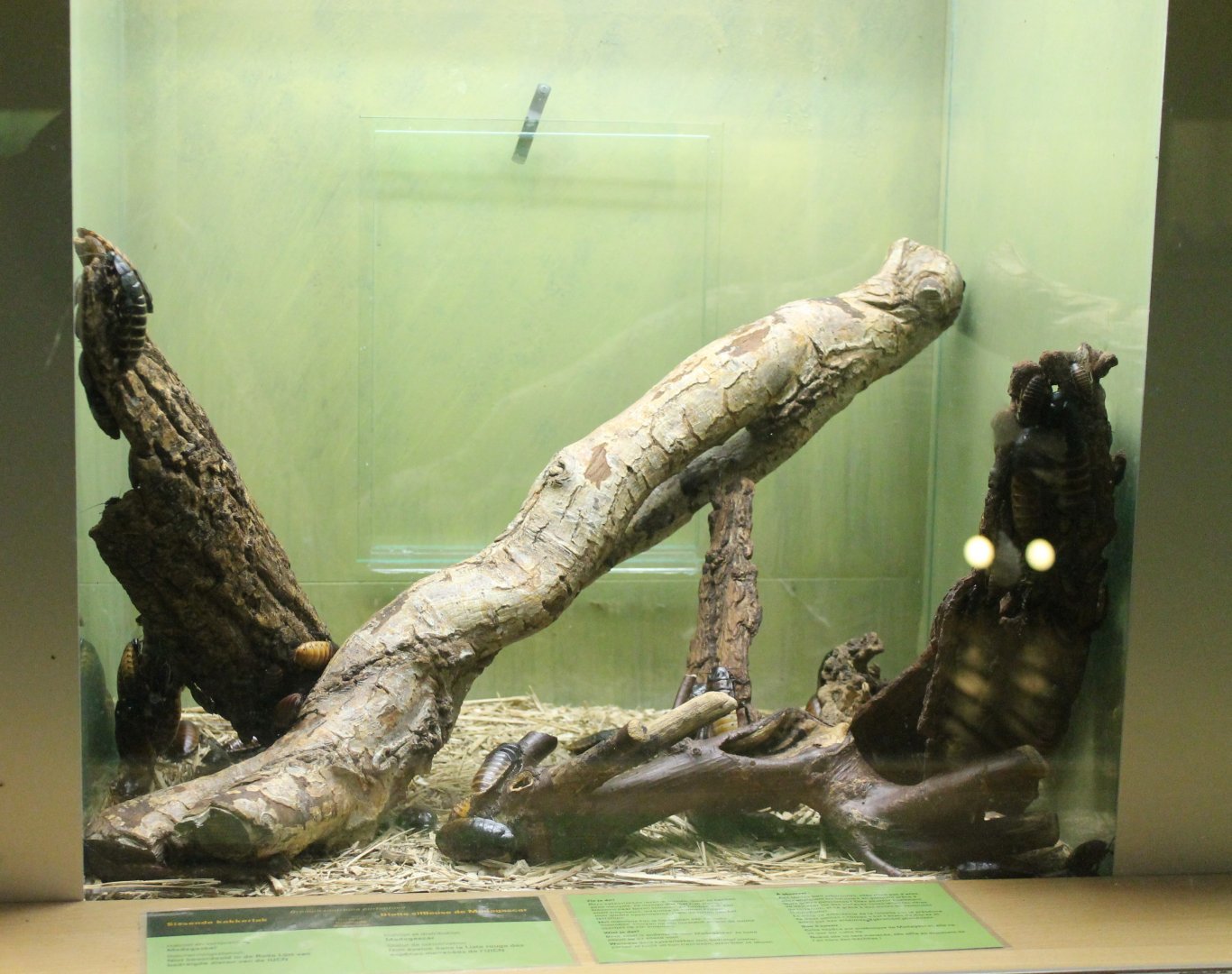 Enclosure Hissing cockroach