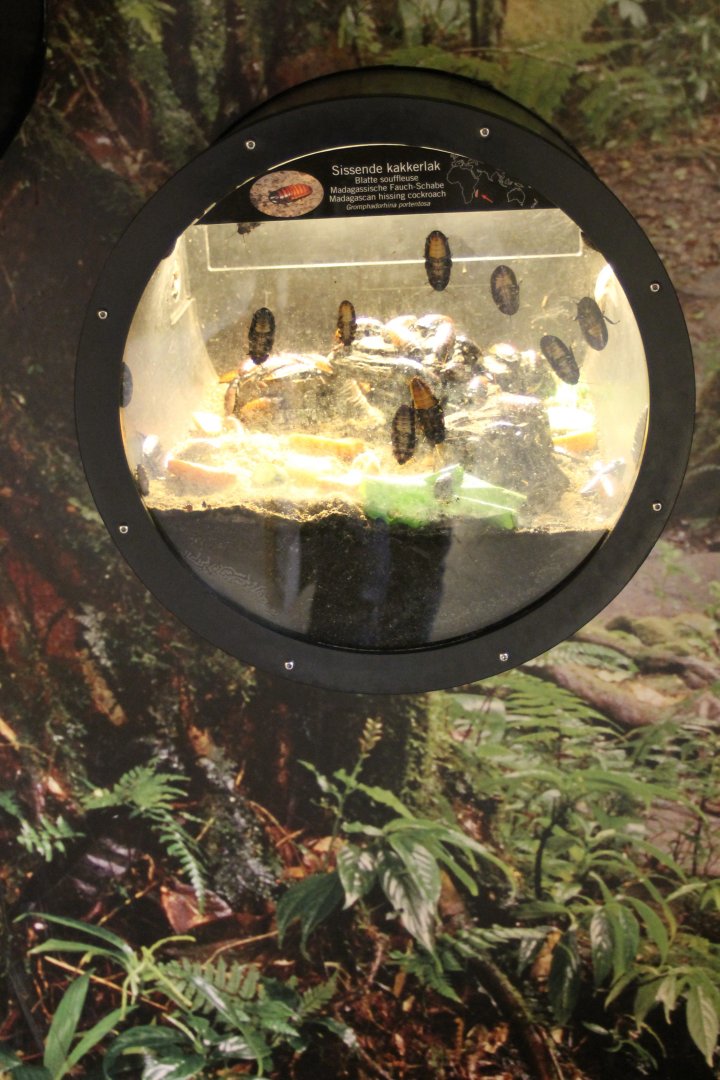 Enclosure Hissing cockroach