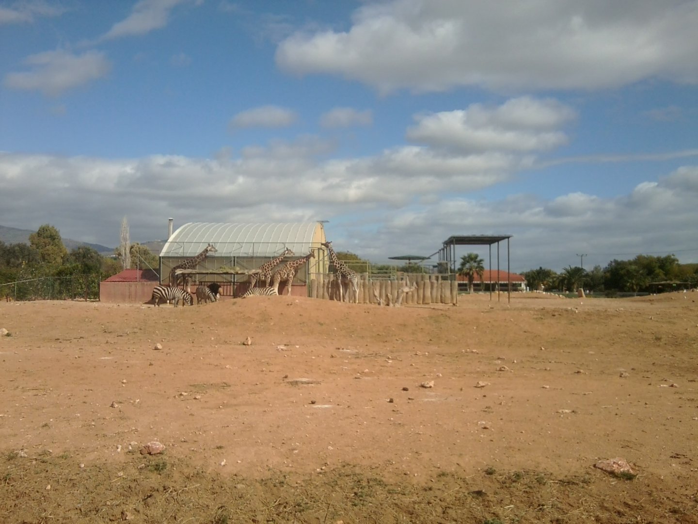 Enclosure hoofed animals: Rotschild's (Baringo) giraffes, Grant's zebras, ostriches..