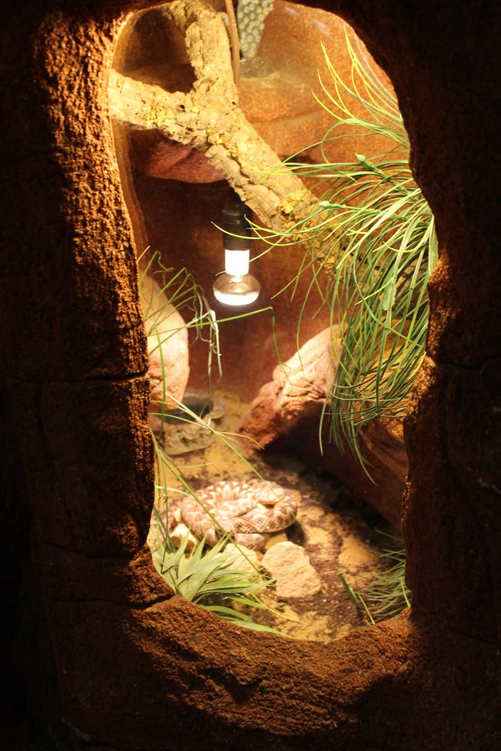 Enclosure Horned viper