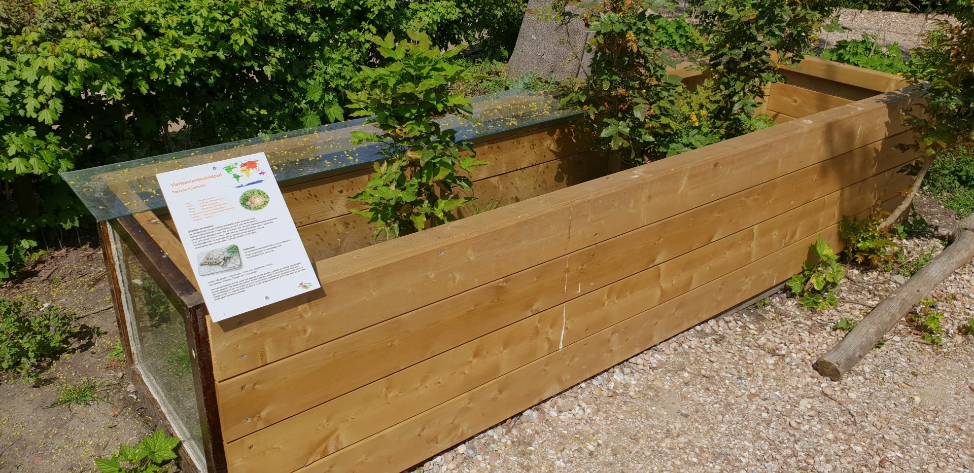 Enclosure Horsfield's tortoise