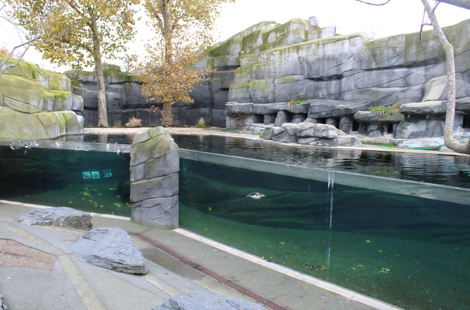 Enclosure Humboldt penguin