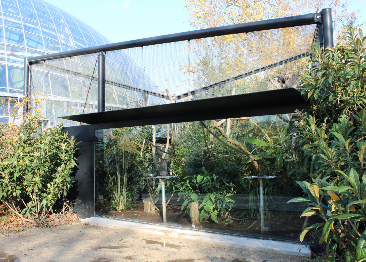 Enclosure Hyacinth macaw
