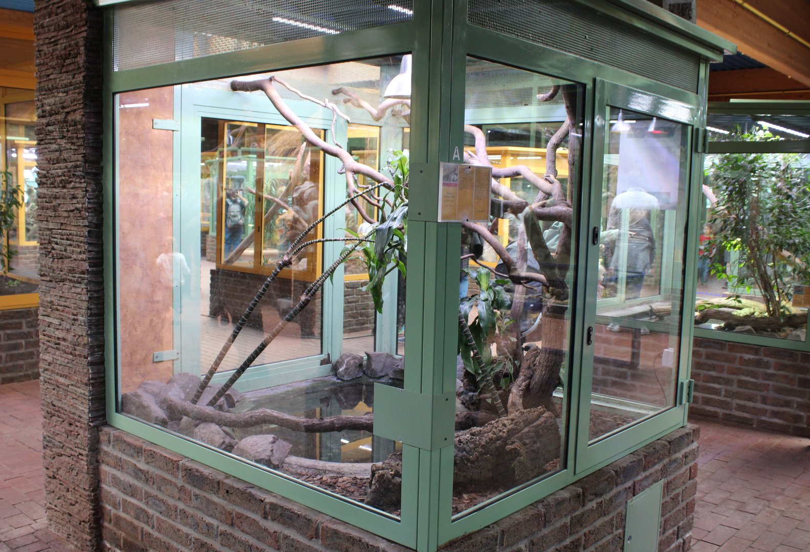 Enclosure Hydronastes gigas