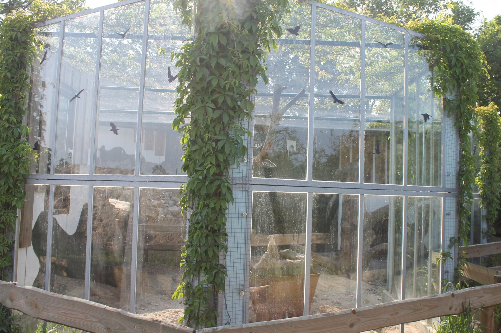 Enclosure Hyrax - Leopard and Spurred tortoise and Meerkat