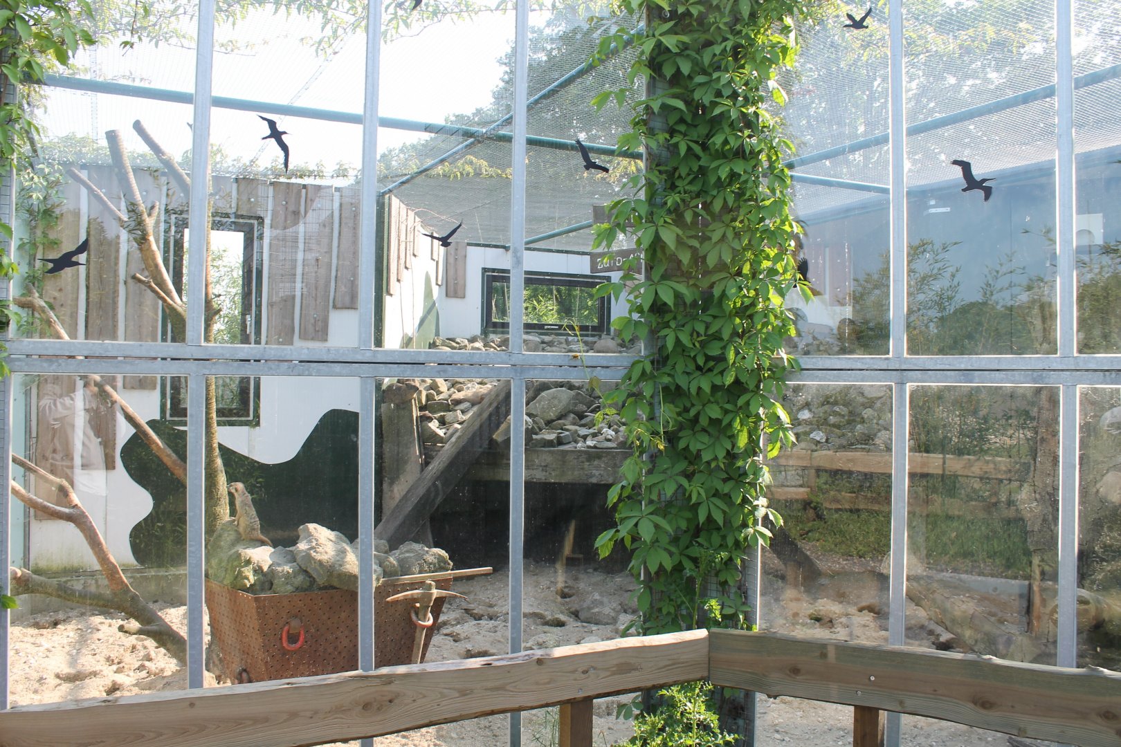 Enclosure Hyrax - Leopard and Spurred tortoise and meerkat