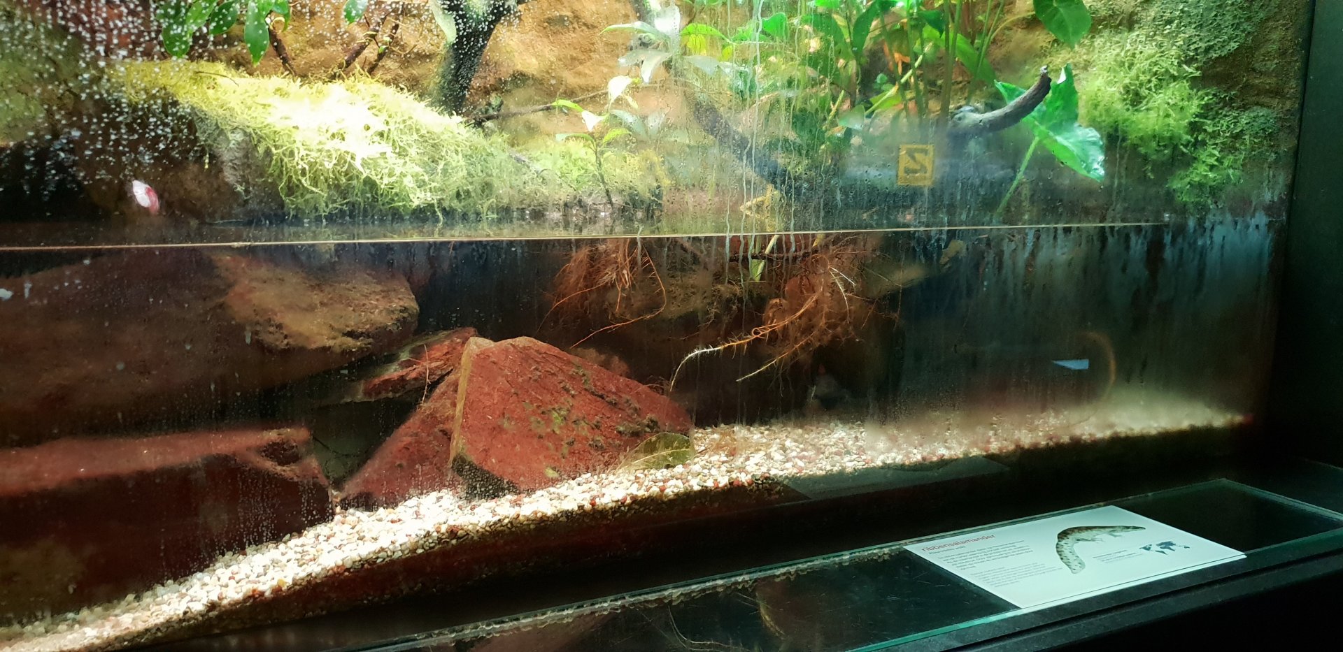 Enclosure Iberian ribbed newt