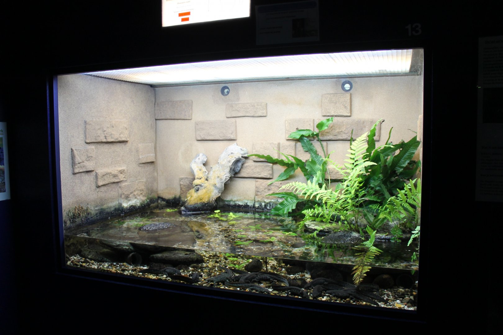 Enclosure Iberian ribbed salamander