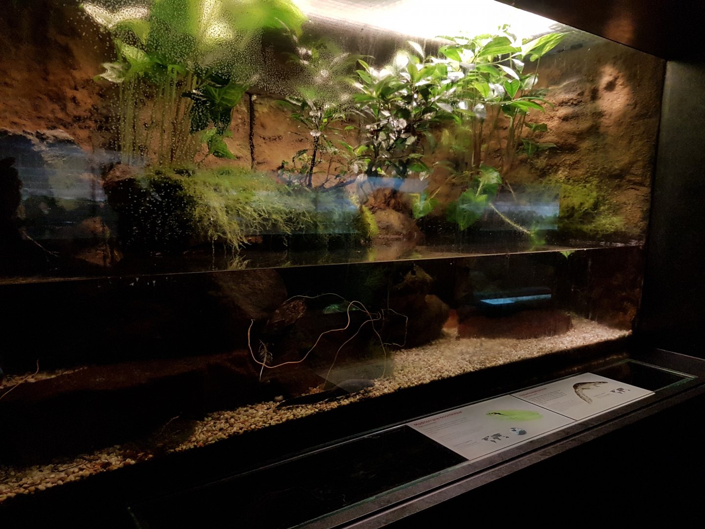 Enclosure Iberian tree-frog and Ribbed salamander