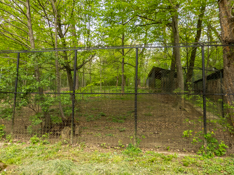 enclosure iberian wolf