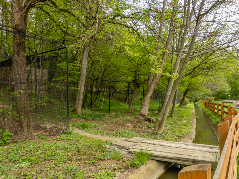 enclosure iberian wolf