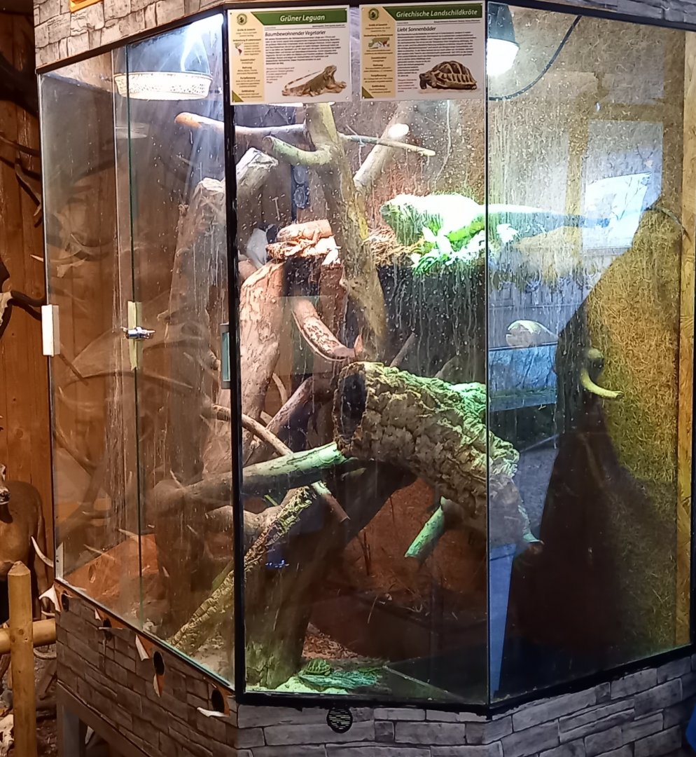 Enclosure Iguana - Tortoise