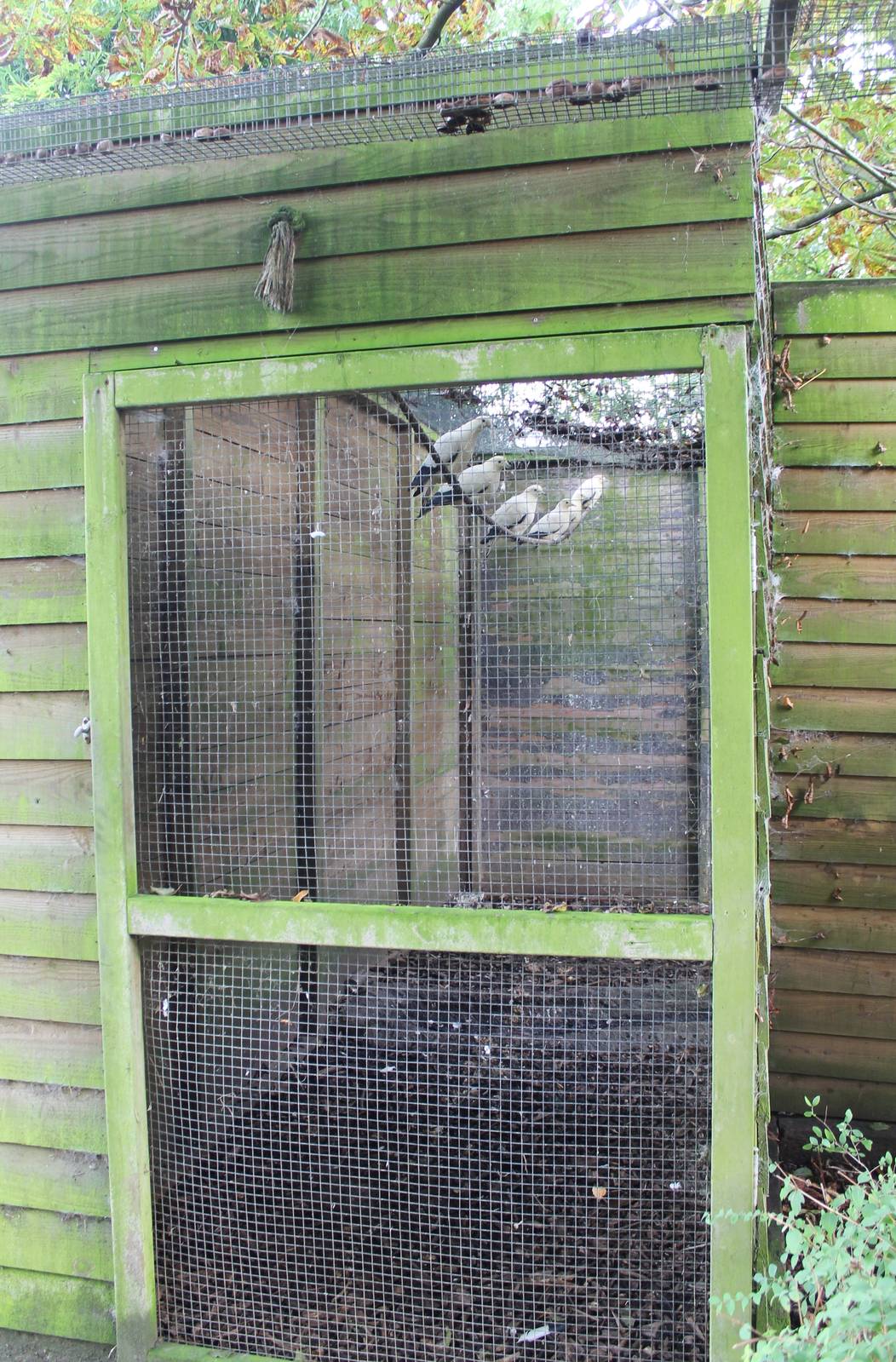 Enclosure Imperial pigeons, pheasants and touraco