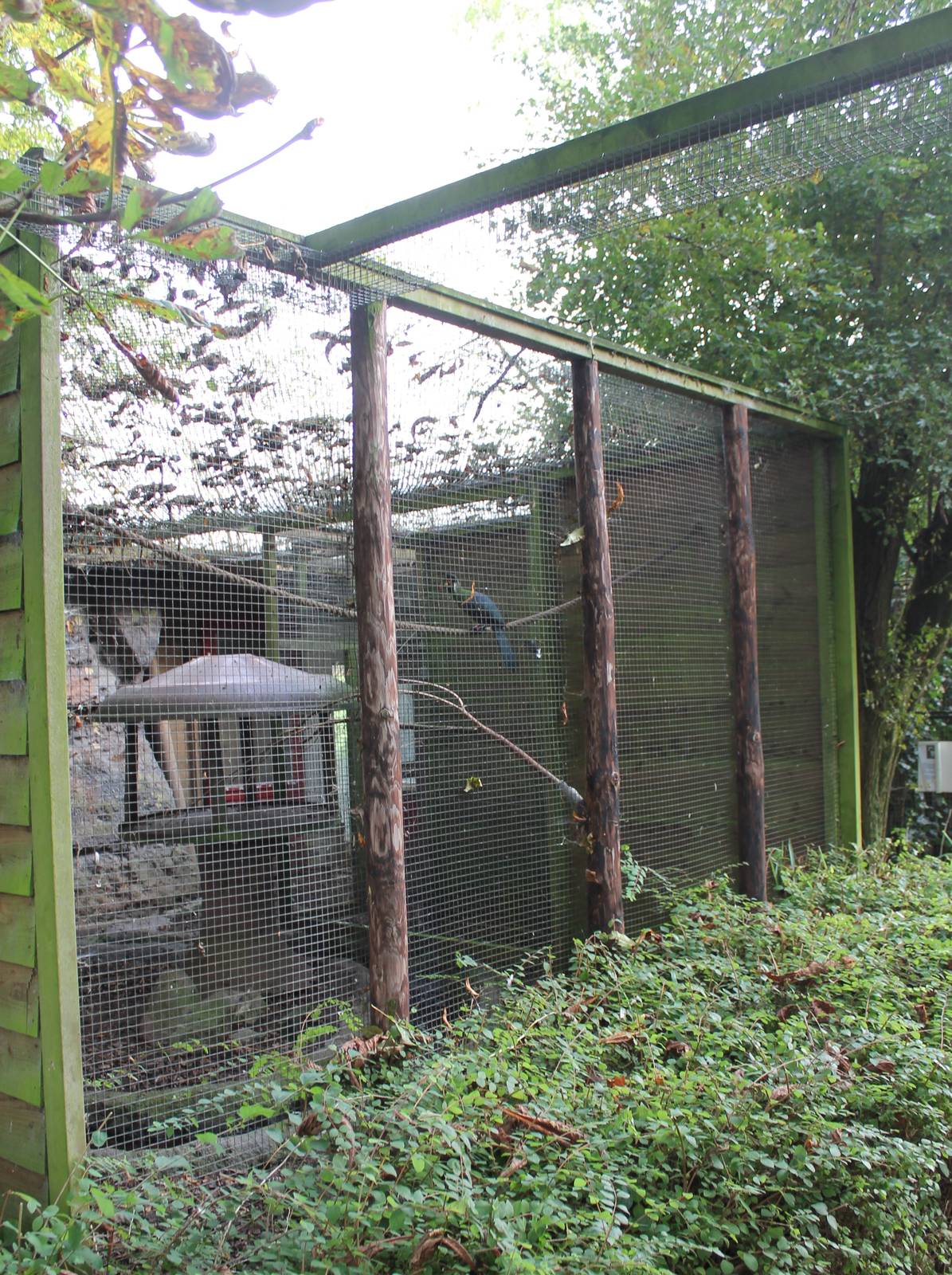 Enclosure Imperial pigeons, pheasants and touraco