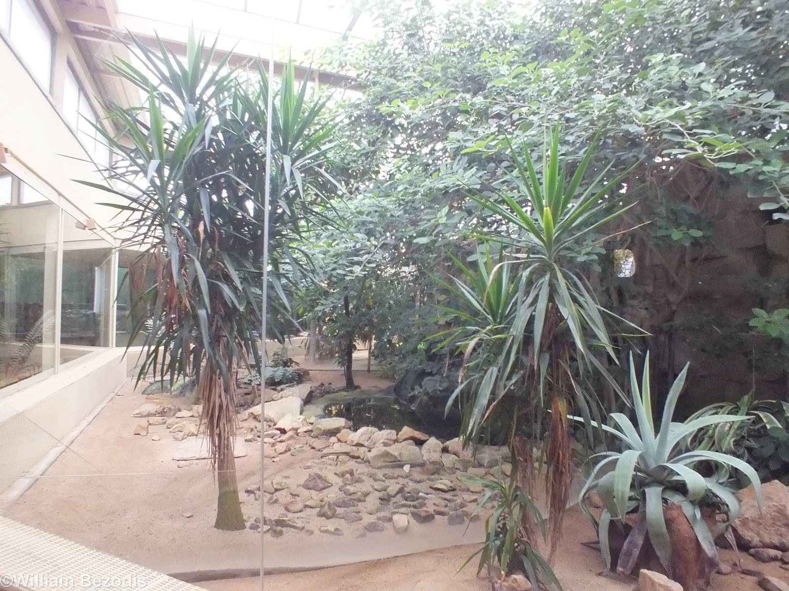 Enclosure in the Feline and Reptile Pavilion