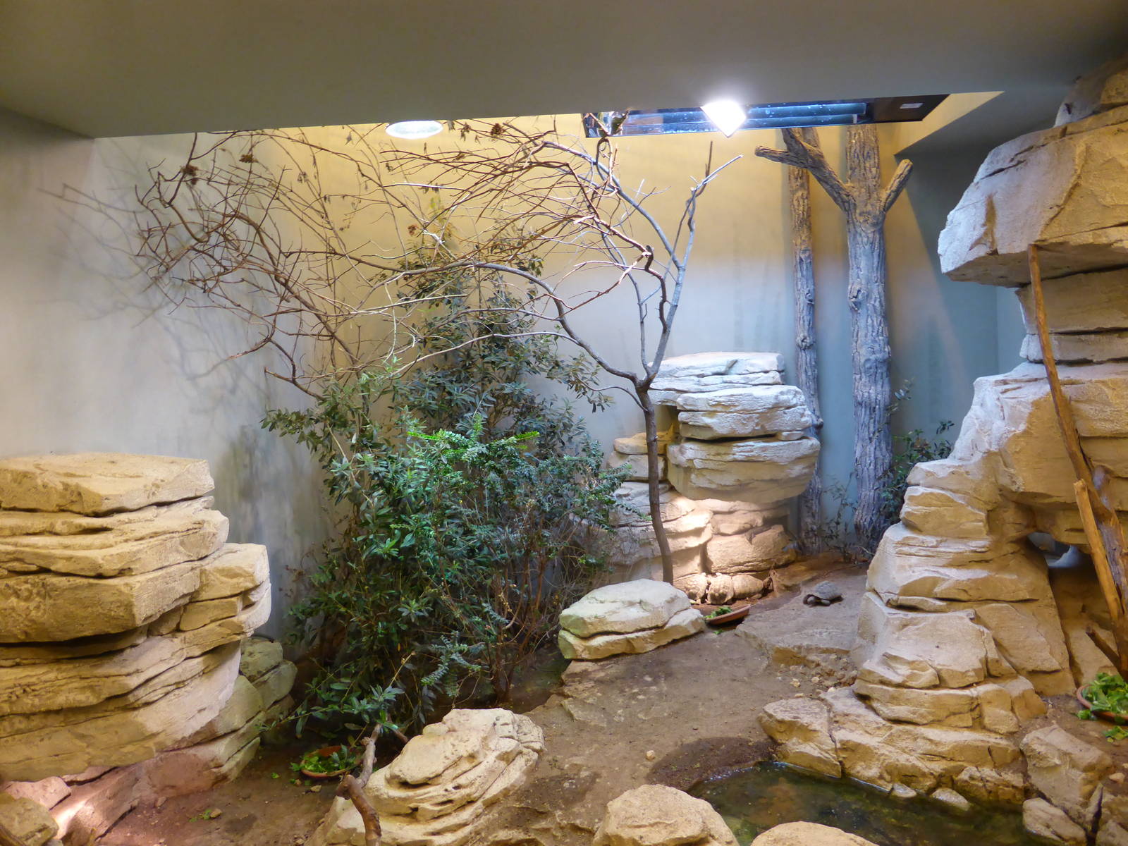 Enclosure in Vivarium under Grand Rocher