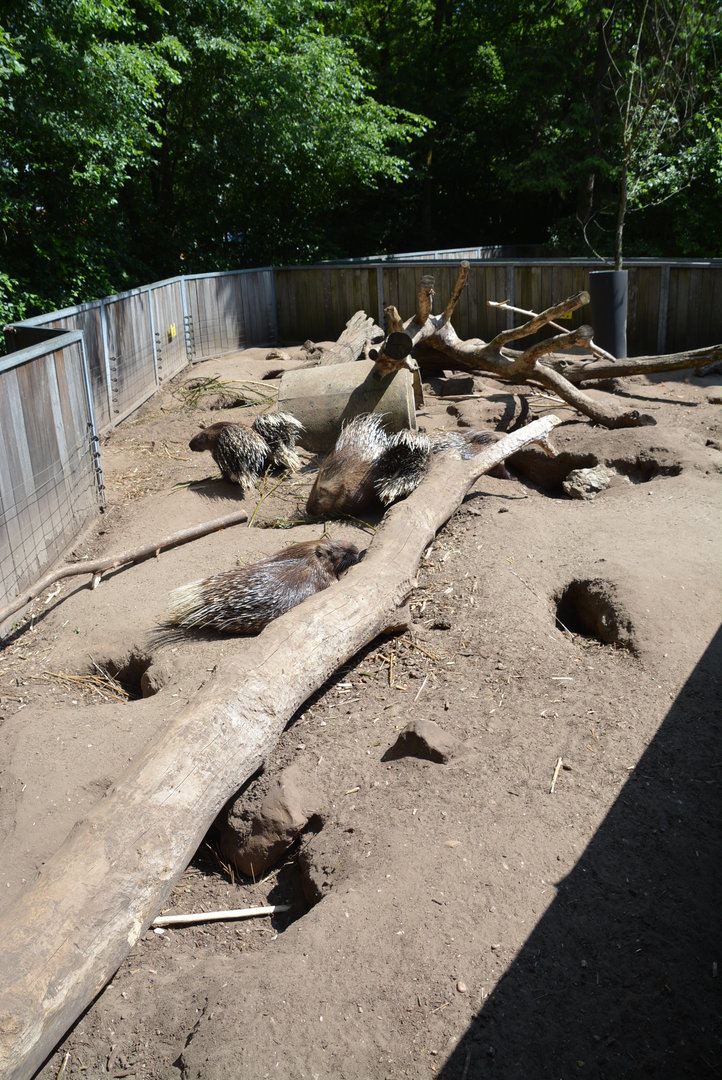 enclosure Indian Crested Porcupine & Yellow Mongoose 30/05/2023