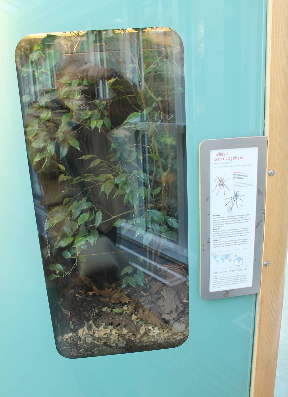 Enclosure Indian ornamental tarantula