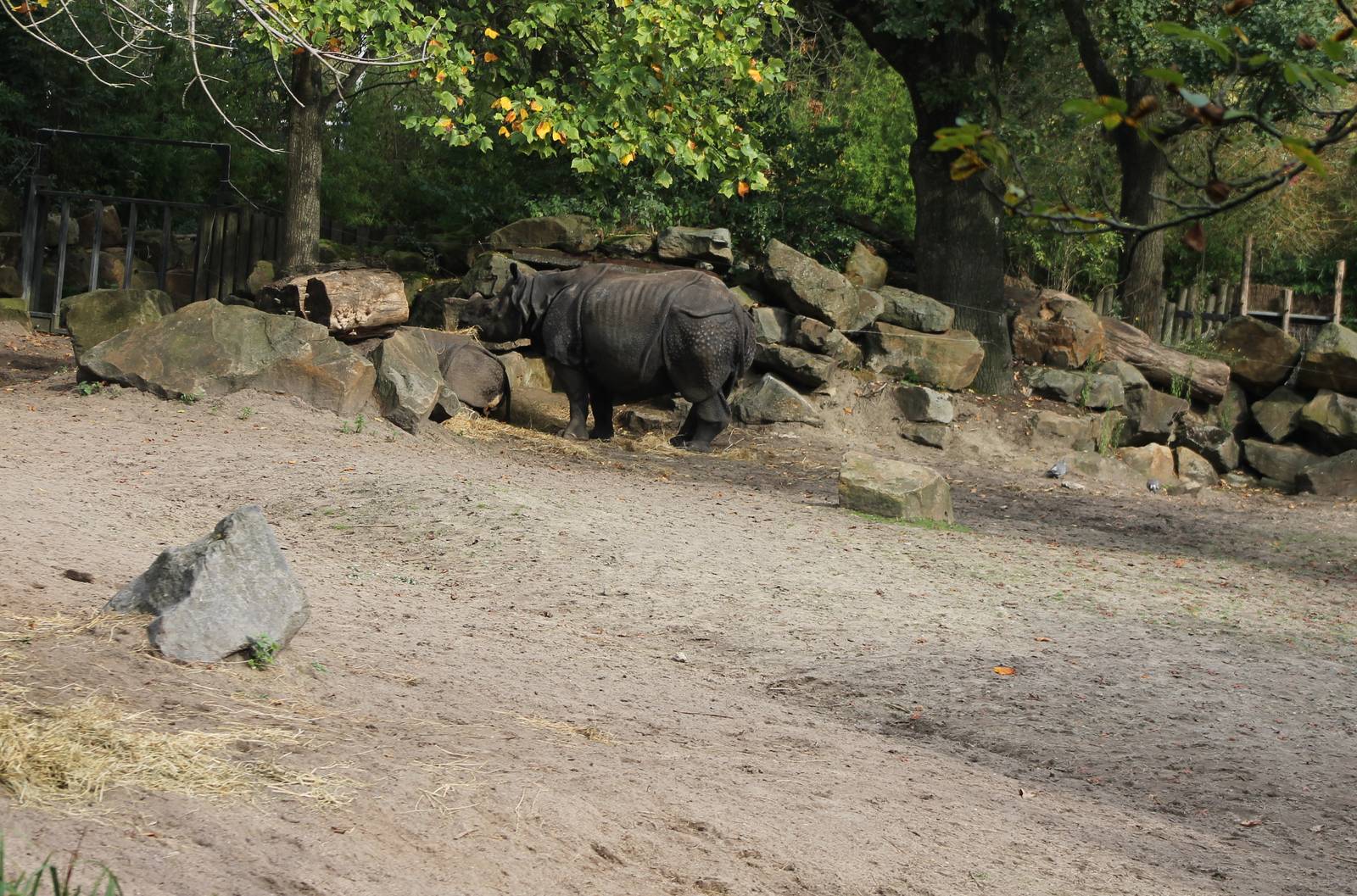 Enclosure Indian rhinos