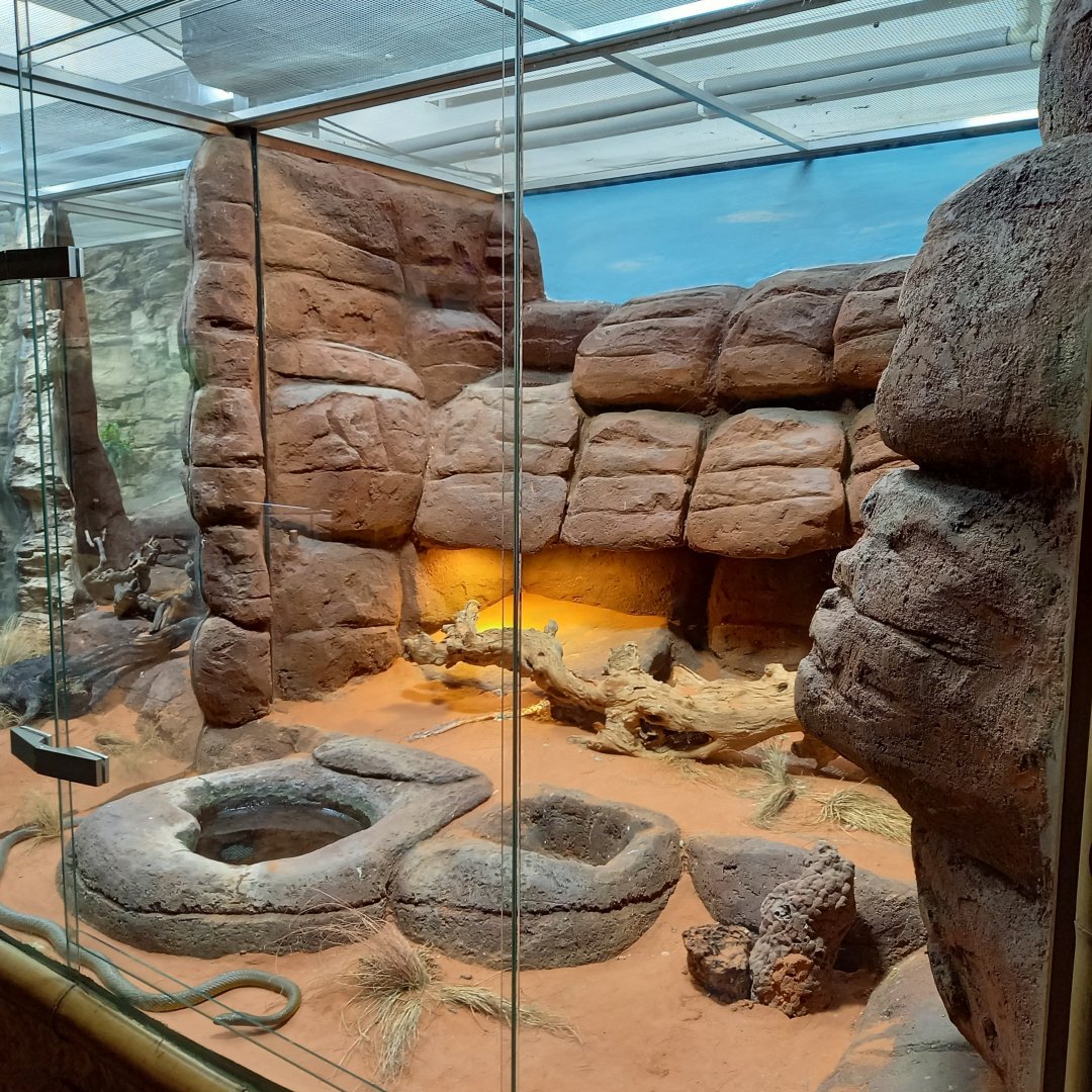 Enclosure Inland taipan