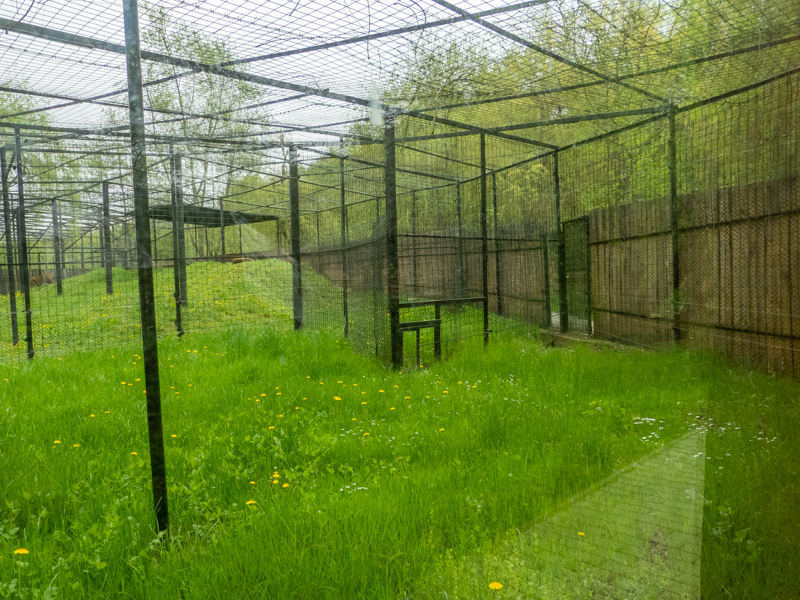 enclosure jaguar