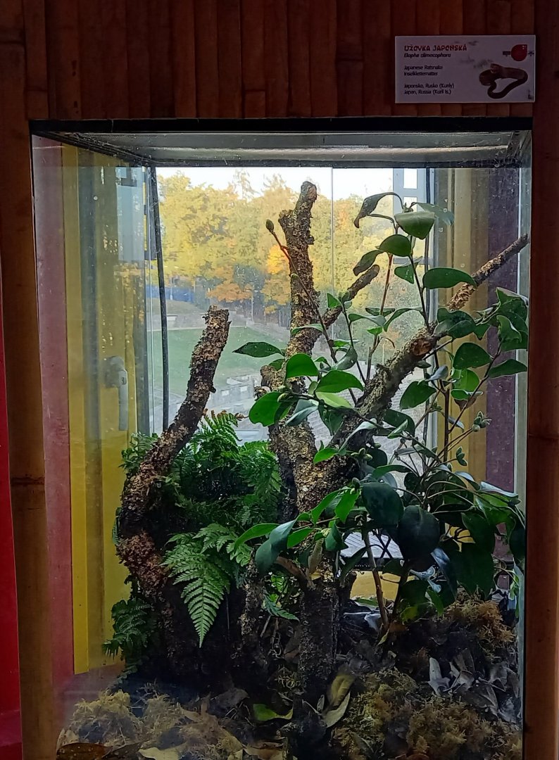 Enclosure Japanese ratsnake