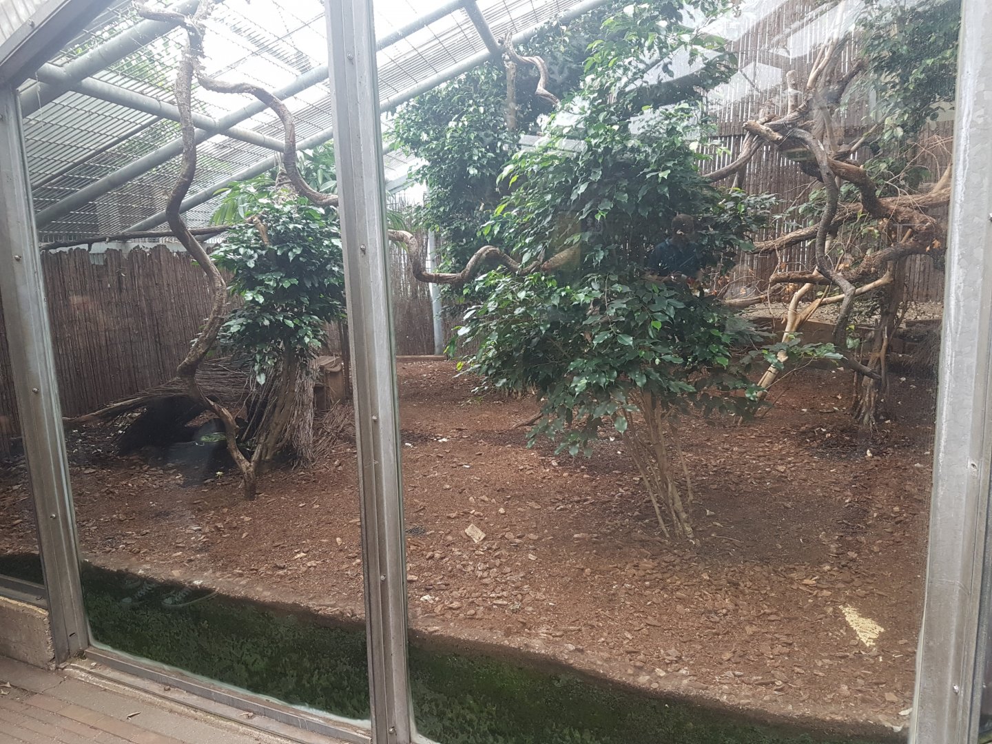 Enclosure Javan mouse deer