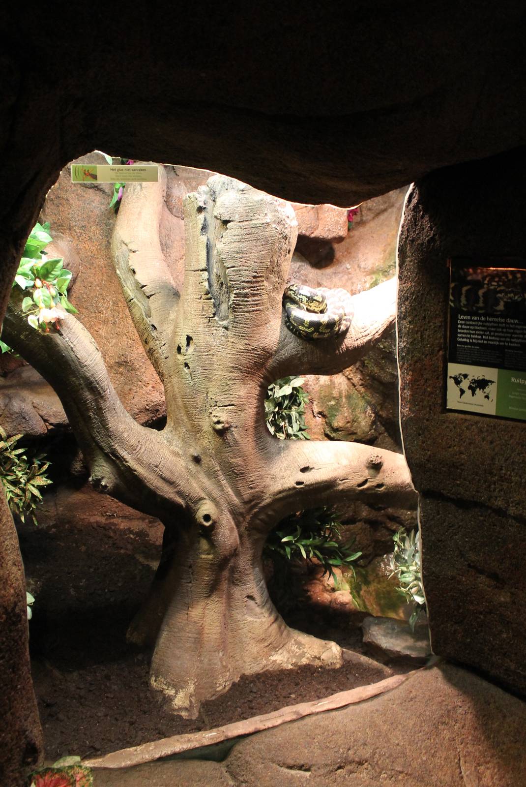 Enclosure Jungle carpet python