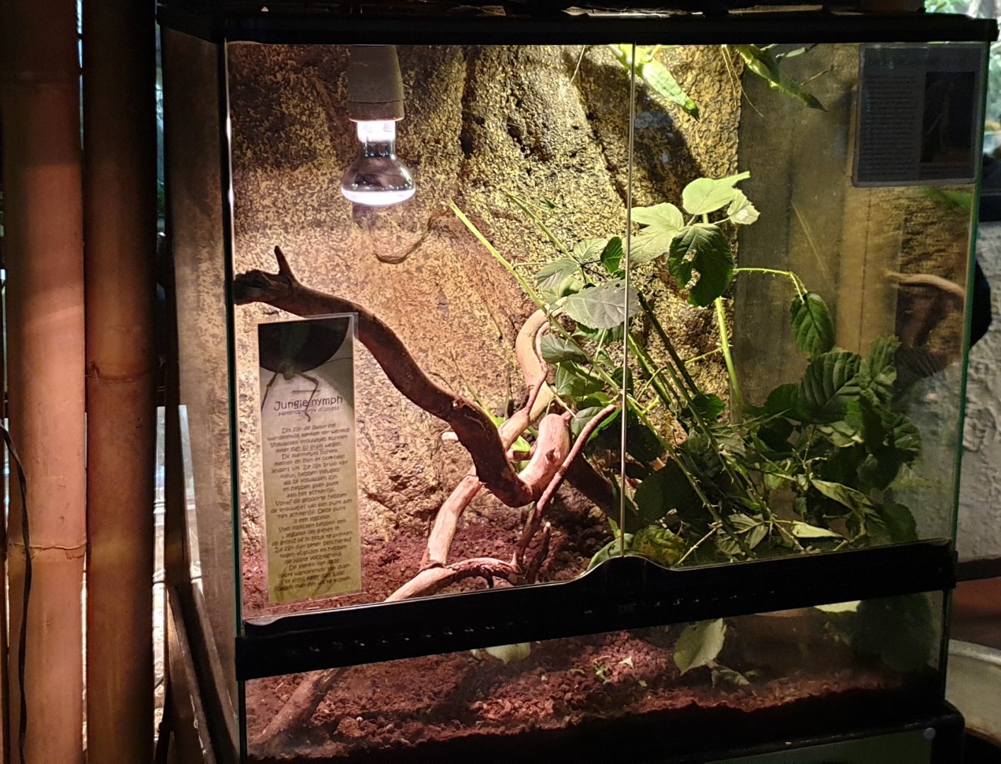 Enclosure Jungle nymph